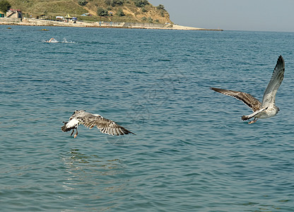 鸟鸟苍蝇支撑潮汐蓝色反射海鸥海滩自由飞行羽毛天线图片