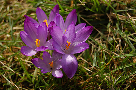 紫花太阳叶子花束植物爬坡花瓣紫色香水生活红花图片