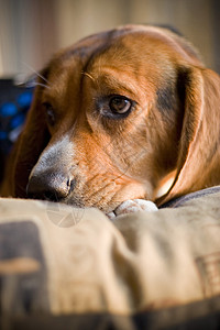 困睡的 beagle耳朵朋友休息鼻子胡须婴儿枕头动物小狗睡眠图片