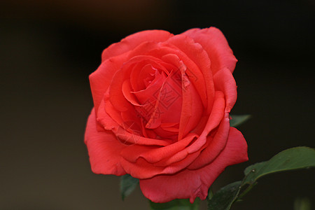 红玫瑰花瓣已婚念日叶子插花装饰品宏观蜜月假期园艺背景