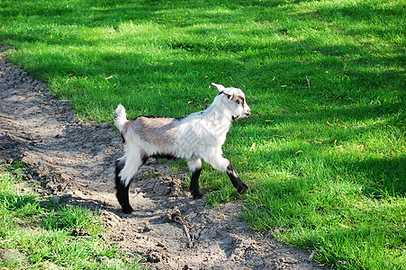 小山羊动物草地黑色农场天空谷仓山羊绿色哺乳动物孩子图片