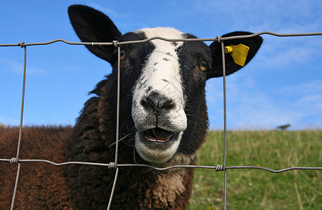 羊耳朵草地耳标农田指定农场鼻子羊毛用途农业图片