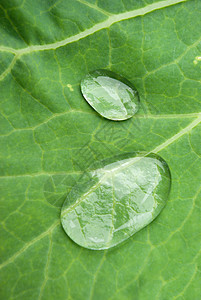 绿叶纹质 加上水滴生物学植物学对角线雨滴气泡阳光反射藤蔓环境叶子图片