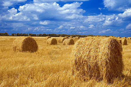 收获后田地农场谷物环境小麦生态收割者面粉大麦生长镰刀图片