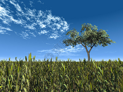 一棵树爬坡农场寂寞叶子场地美化牧场孤独蓝色城市图片