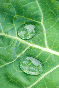 水滴生物学藤蔓叶子植物学气泡园艺反射雨滴静脉宏观图片