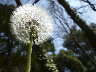 烟球植物群航班微风空气生长生物学柔软度插图飞行后人图片