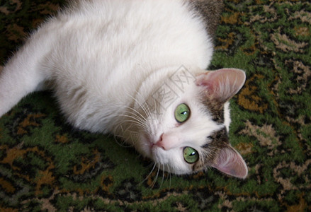 绿眼猫爪子耳朵动物白色小胡子地毯绿色背景图片