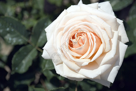 白玫瑰花花束脆弱性生活花瓣紫色香水庆典园艺个性周年图片