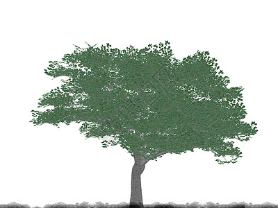 树森林园林绿化模版木头季节土地插图阴影痕迹图片