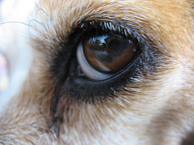 Beagle 眼睛 - 宏图片