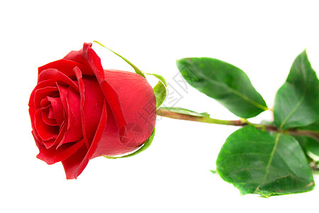 玫瑰香红玫瑰植物红色热情绿色礼物浪漫植物学宏观花瓣脆弱性背景