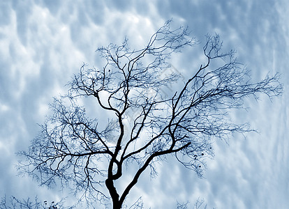 裸树木头风暴追求工厂天空图片