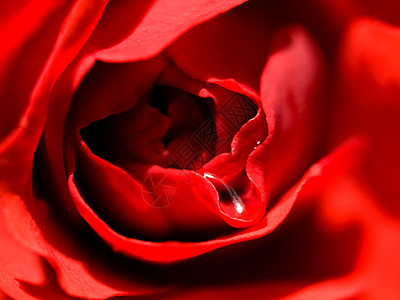 红玫瑰宏植物花瓣植物学玫瑰红色花园水滴植物群液体图片