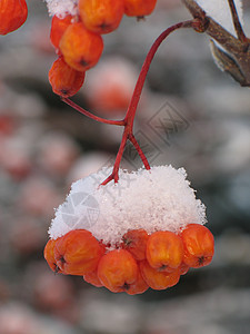 覆有雪雪的橙莓图片