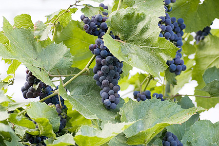 红葡萄收获阴影花束叶子酒厂食物场景水果团体紫色图片