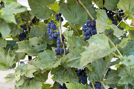 红葡萄收获场景水果花束蓝色阴影叶子团体藤蔓紫色图片