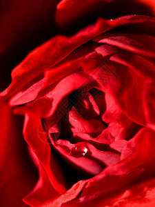 红玫瑰花瓣水滴玫瑰花园植物学植物液体红色植物群图片