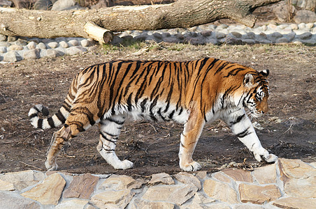 西伯利亚虎哺乳动物猫科动物园黑色爪子胡须捕食者野猫毛皮橙子图片