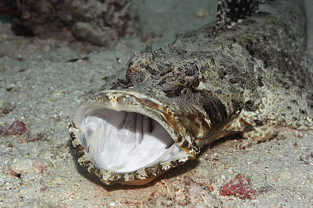 热带鱼类鳄鱼图片