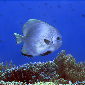 热带热带鱼类潜水海洋游泳宏观黄色浮潜明星动物珊瑚环礁图片