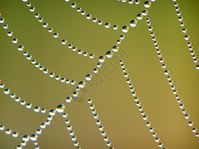 蜘蛛网花环蜘蛛重量网络宏观蛛网重力格子图片