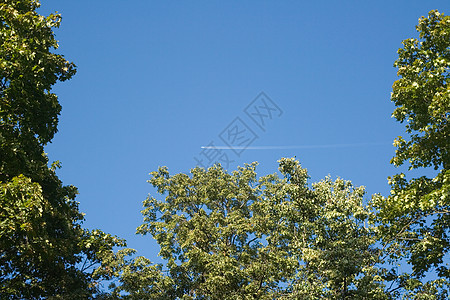 蓝蓝色夏月天空踪迹天蓝色飞机绿色空气航班蓝色叶子阳光图片