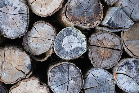 树干堆树木环境生长材料戒指纤维日志裂缝粮食木头背景图片