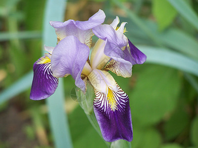 伊瑞斯棕色黄色季节性紫丁香礼物蓝色植物群花店季节花瓣图片
