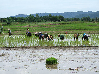 亚洲大米种植园女性收成热带食品农村农学家乡村场地生态农民图片
