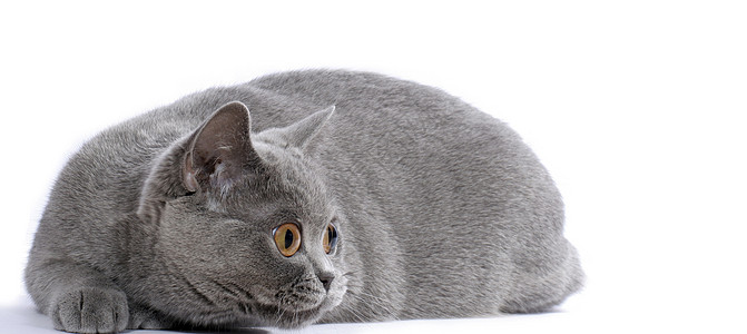英国蓝猫耳朵宠物危险头发学习毛皮动物说谎眼睛监视图片
