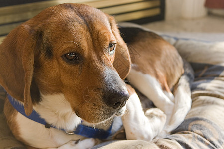 Beagle 狗康复图片