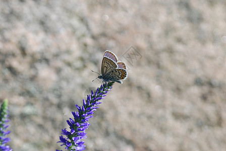 蝴蝶灰色动物石头棕色蓝色背景图片