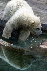 北北极熊宝宝图片