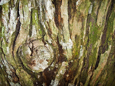 树的木箱环境树干公园森林风化裂缝粮食木材材料划痕图片