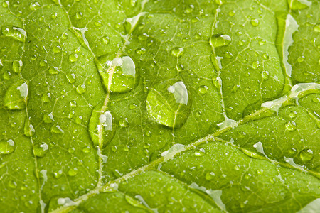 有水滴的绿叶静脉植物雨滴宏观叶子绿色图片