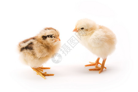 鸡翅膀动物宠物黄色白色生活家禽小鸡婴儿新生图片
