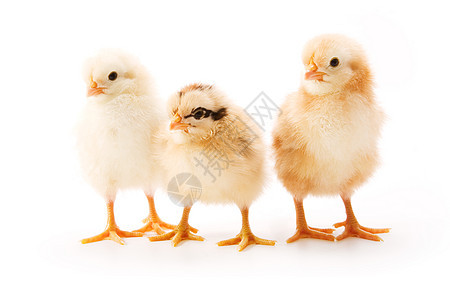 鸡家禽翅膀羽毛新生生物生活黄色小鸡宠物婴儿图片