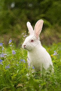 白兔眼睛兔子农场耳朵白色兔形爪子婴儿哺乳动物红色图片