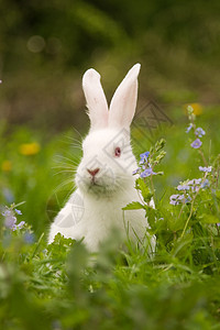 白兔花朵婴儿爪子农场眼睛红色毛皮白色耳朵哺乳动物图片