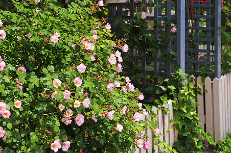 带玫瑰的花园围栏白色植物植物群纠察粉色房子花朵园艺后院栅栏图片