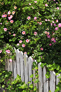 带玫瑰的花园围栏粉色花朵衬套栅栏植物群木头园艺白色植物院子图片