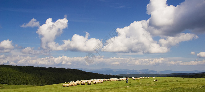 羊爬坡田园草地牧羊人天空地平线绿色场景图片