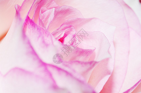 紧贴粉红玫瑰花瓣花园玫瑰花束香水白色植物群粉红色植物花朵礼物图片