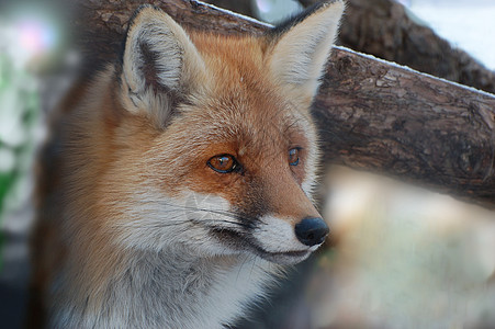 狐狸号幸福野生动物说谎农业家庭阴谋哺乳动物食肉智力相机图片