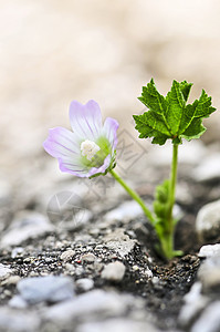 从沥青裂缝中生长的鲜花城市植物损害宏观环境生活投标斗争街道挣扎图片