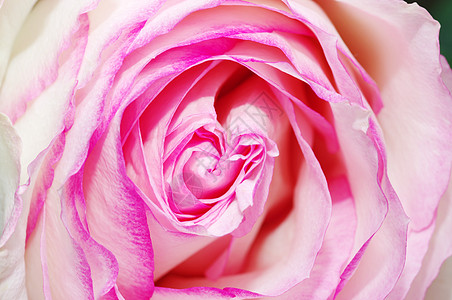 紧贴粉红玫瑰花瓣植物花束白色玫瑰植物群花朵粉红色园艺花园香水图片