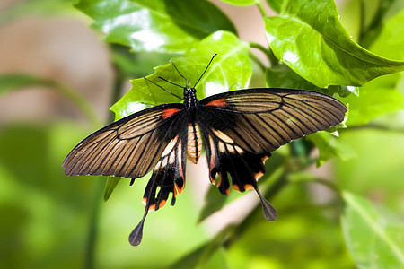 美丽的热带蝶蝴蝶花园橙子宏观天线漏洞植物棕色绿色昆虫航班图片