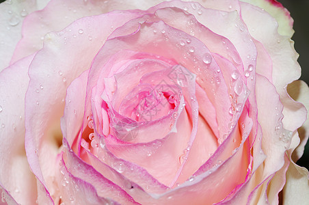 紧贴粉红玫瑰花瓣礼物植物水滴花束香水植物群美丽园艺花朵图片