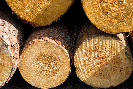 特写日志树干材料森林黄色木材戒指圆圈柴堆年度植物图片